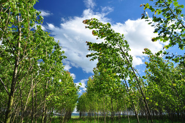Wind trees windy weather