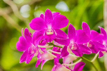 Pink streaked orchid flower