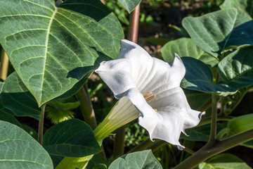 Herbe diable - Datura metel
Herbe diable à l'île de la Réunion.