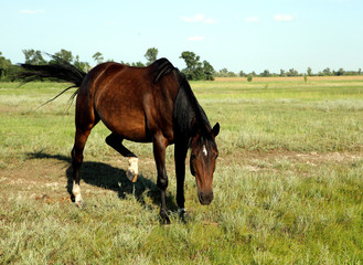 A horse walks in the field. The foal is walking with his parents