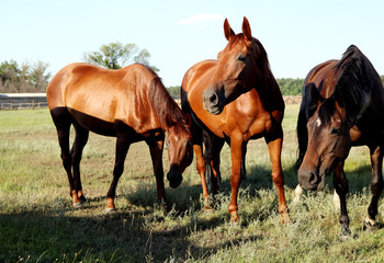 A horse walks in the field. The foal is walking with his parents