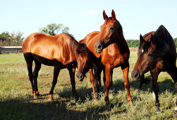 A horse walks in the field. The foal is walking with his parents