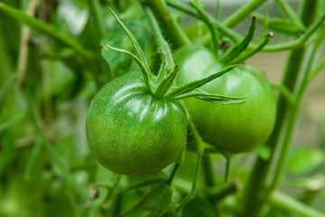 Green tomatoes on branch