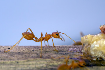 ants find and move around their food