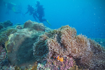 Fototapeta na wymiar Divers and coral reef