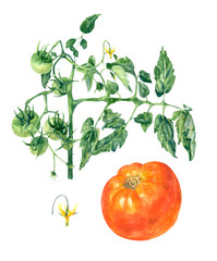 Set of red tomato and green tomatoes on branch with leaves and yellow flower. Watercolor botanical illustration