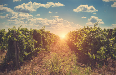 Vintage photo of a vineyard