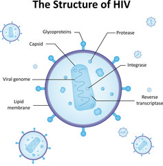 The Structure of HIV Labeled