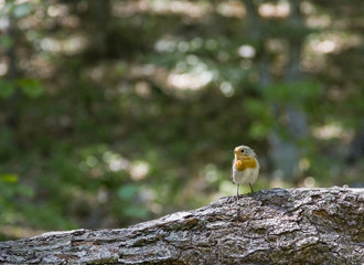 A robin is sitting on a tree.