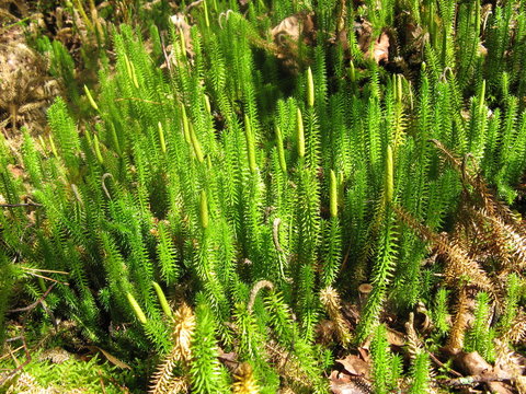 Overgrown moss , Polytrichum commune.