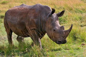 Rhino very close from photographer in the beautiful nature habitat, this is africa, african wildlife, endangered species