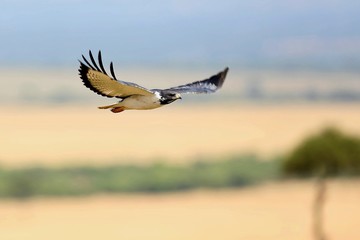 African raptor flying above our heads in the nature habitat, great bird, sky in africa, african wildlife
