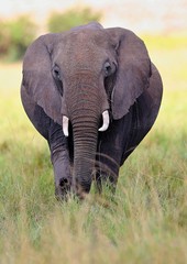 Fototapeta na wymiar Elephant very close from photographer in the beautiful nature habitat, this is africa, african wildlife, endangered species