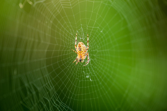 the web is a big beautiful spider on green background