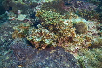 soft coral and coral reef