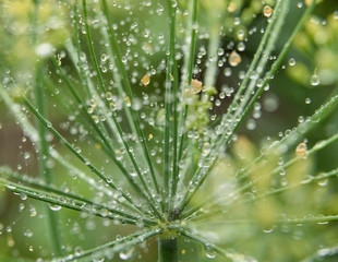 dill in garden covered with droplets after a rain