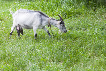 Goat grazing in a pasture. Green grass background. Capra aegagrus hircus at summer time