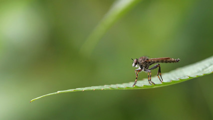 Macro portrait of a horsefly on a long, thin, green leaf against a blurred background
