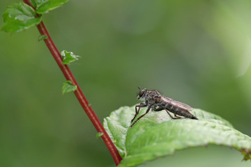 Macro portrait of a horsefly on a green leaf against a blurred background