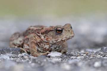 Common baby toad, Bufo Bufo, portrait