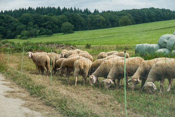 Obraz premium Schafe