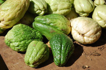 Obraz premium chouchou christophine