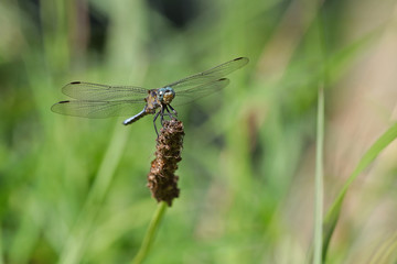 Front view of a colorful blue dragonfly on a strand of grass against a blurred green background