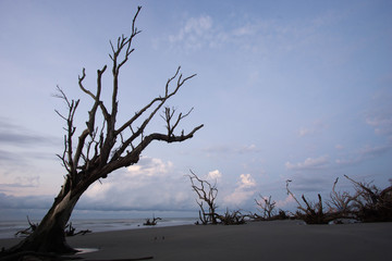 Boneyard Beach, Bulls Island, South Carolina