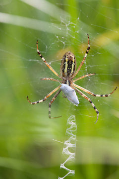 Wasp orb-web spider Argiope bruennichi. Insect with yellow stripes, web and stabilimentum. macro view, soft focus photo