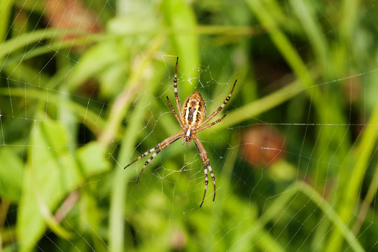 Wasp spider Argiope bruennichi. orb-web Insect with yellow stripes, web pattern. green grass background, macro view, horizontal soft focus