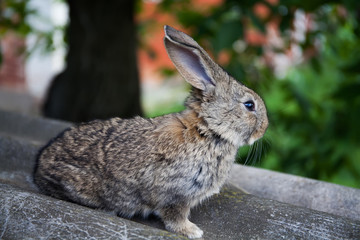 Naklejka na ściany i meble Gray rabbit, shallow depth of field, soft focus bunny macro view photo.