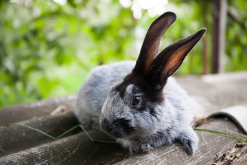 Naklejka na ściany i meble Silvery Blue breed of rabbit with black ears. shallow depth of field, soft focus image