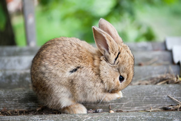 Small cute rabbit cleaning face, fluffy brown bunny on gray stone background. soft focus, shallow depth field - Powered by Adobe