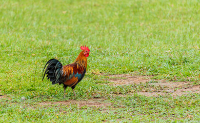 Beautiful Rooster on nature background