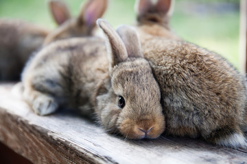 Easter bunny concept. Two fluffy brown rabbits, close-up, shallow depth of field