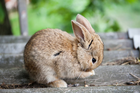 Small cute rabbit cleaning face, fluffy brown bunny on gray stone background. soft focus, shallow depth field