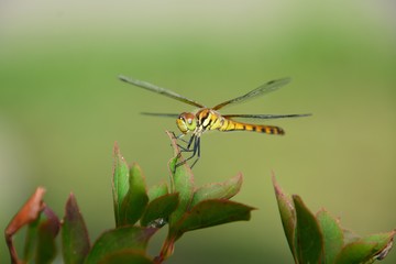 ナツアカネ蜻蛉