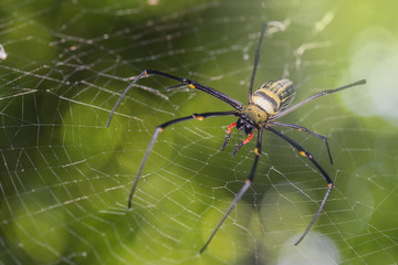 Spider in the web