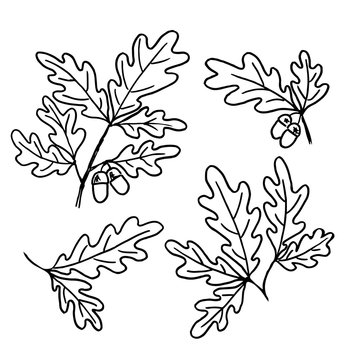 decorative sketch of oak leaves