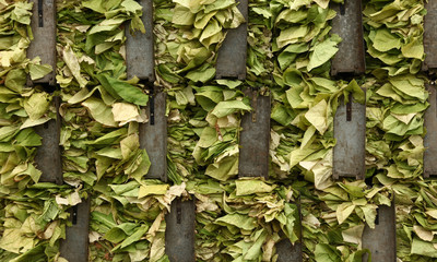 Harvested tobacco leaves stack