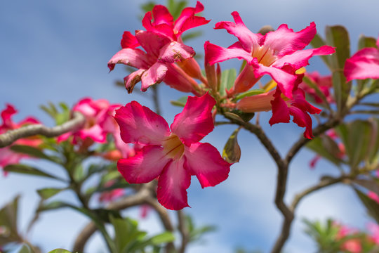 Plumeria  frangipani flowers