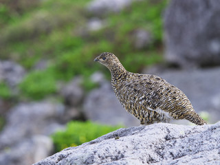 ライチョウ雌(Rock Ptarmigan)