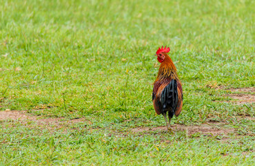 Beautiful Rooster on nature background