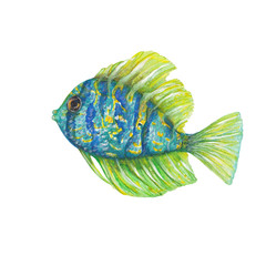 Isolated watercolor illustration of fish