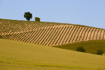Fototapeta na wymiar Geometric rows of vineyards on rolling hills with wheat field in foreground, blue sky.