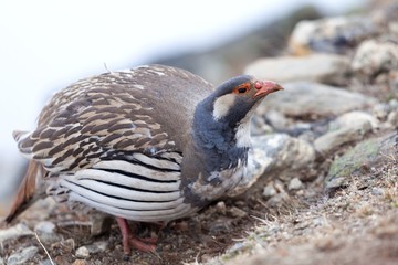 Tibetan Snowcock,Sagarmata National Park, Solu Khumbu, Nepal