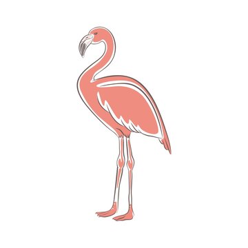 Flamingo  Bird Animal Illustration