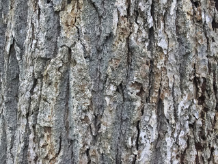 Obraz premium 大木の幹