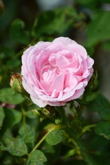 pink damask rose flower in nature garden