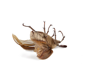 Closeup dead beetle (Polyphylla alba)  isolated on white. Fight with insect. Extermination.